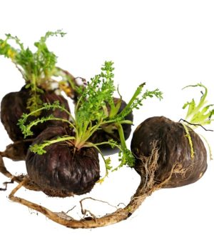 Black-Maca-Extract-Lepidium-meyenii-scaled-1-1024x845-1-r6wirc4w1fl19axh52qmoexq6g1s8k0o0tyy3n3rfw